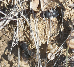 Calliphora vomitoria