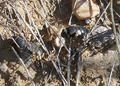 Calliphora vomitoria