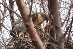 Accipiter rufiventris
