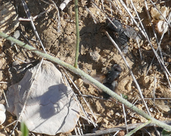 Calliphora vomitoria