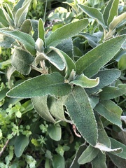 Salvia officinalis
