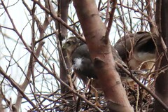 Accipiter rufiventris