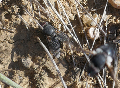 Calliphora vomitoria