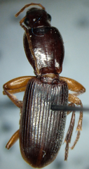 Stenomorphus californicus rufipes