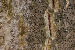 Pseudoschismatomma rufescens