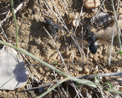 Calliphora vomitoria