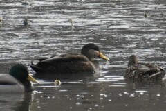 Anas rubripes × platyrhynchos