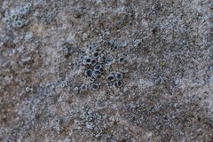 Myriolecis crenulata