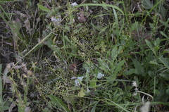 Rorippa × armoracioides