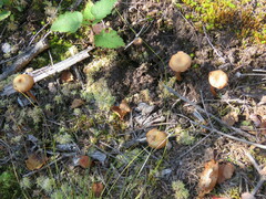 Kuehneromyces lignicola