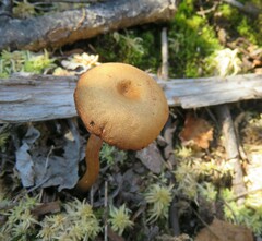 Kuehneromyces lignicola