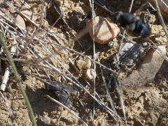 Calliphora vomitoria