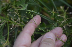 Rorippa × armoracioides