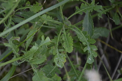 Rorippa × armoracioides