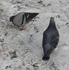 Columba livia domestica