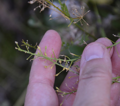 Rorippa × armoracioides