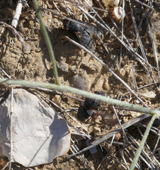 Calliphora vomitoria