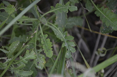 Rorippa × armoracioides
