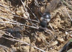 Calliphora vomitoria