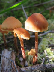 Kuehneromyces lignicola