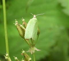Tortrix viridana