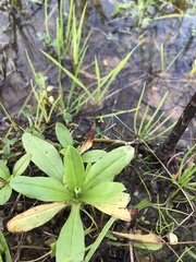 Myosotis secunda