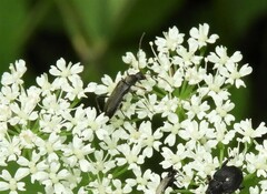 Grammoptera ruficornis