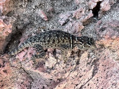 Sceloporus minor