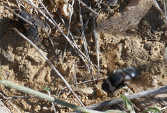 Calliphora vomitoria