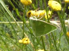 Thetidia smaragdaria
