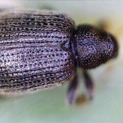 Orchestes fagi