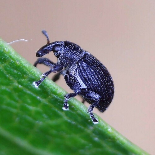 Anoplus plantaris