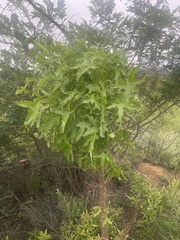 Cussonia natalensis