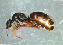 Formica lemani
