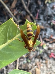 Polistes major major