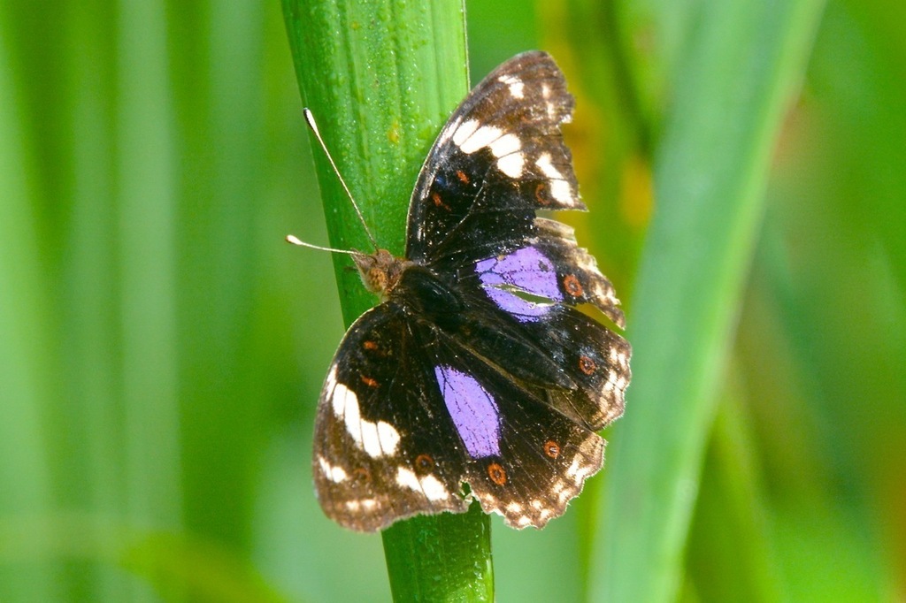 Dark blue pansy (Lepidoptera (butterflies and moths) of the British