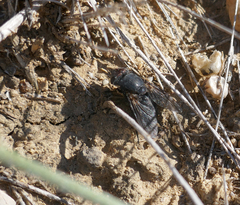 Calliphora vomitoria