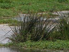 Schoenoplectus lacustris