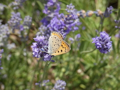 Lycaena alciphron