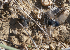 Calliphora vomitoria