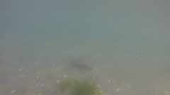 Myliobatis peruvianus