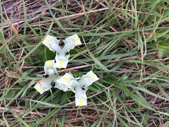 Iris palaestina