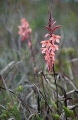 Watsonia wilmaniae