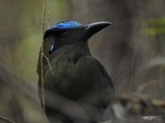 Momotus aequatorialis aequatorialis