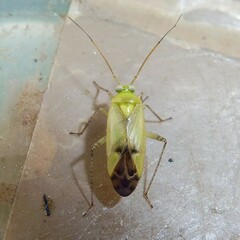 Neolygus contaminatus