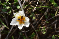 Crocus hyemalis