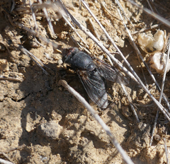 Calliphora vomitoria