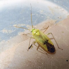Neolygus contaminatus
