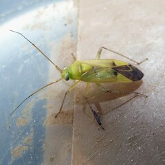 Neolygus contaminatus