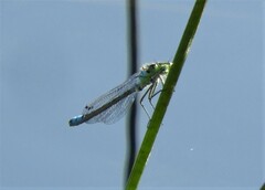 Coenagrion lunulatum
